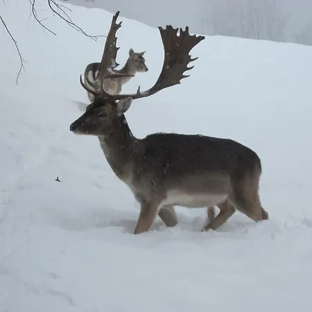 Catton Four Bedroom Near Bad Kleinkirchheim * Radenthein