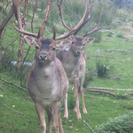 Catton Four Bedroom Near Bad Kleinkirchheim Maison d'hôtes Radenthein